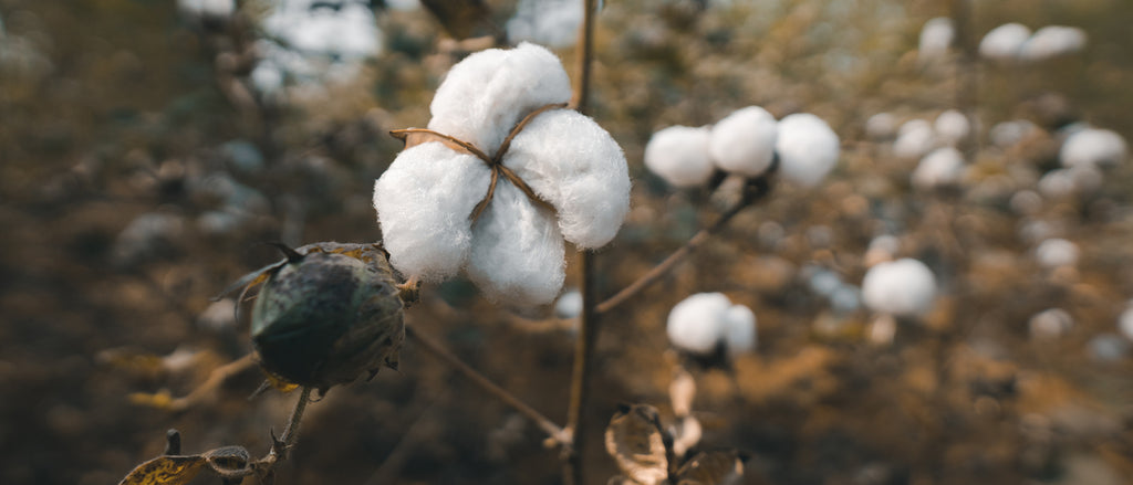 Why Should you Choose Organic Cotton?