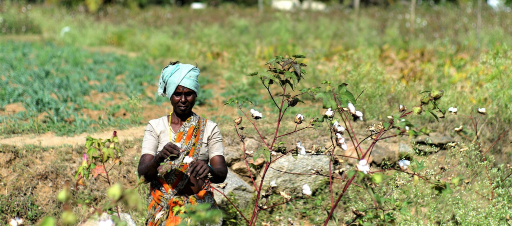 Fairtrade farmer hand-picking organic cotton