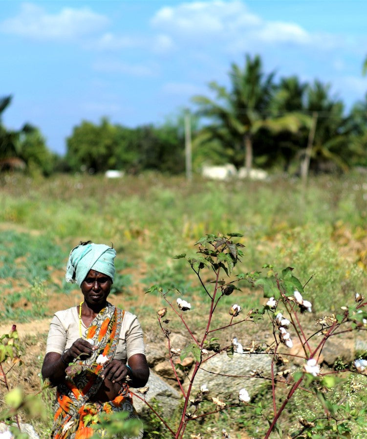 Fairtrade farmer hand-picking organic cotton